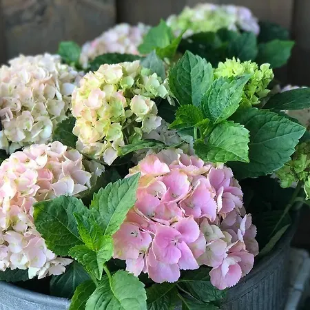 Schlei Fjord Light *