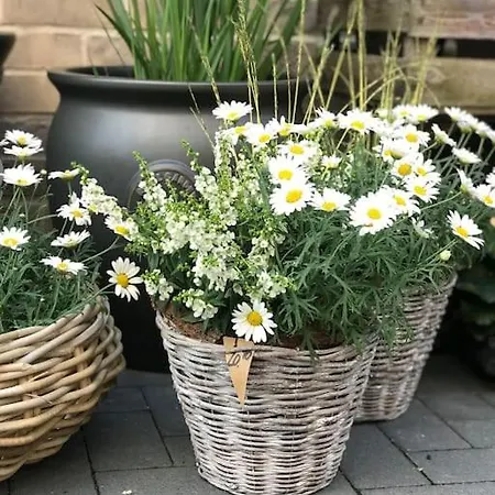 Schlei Fjord Light *