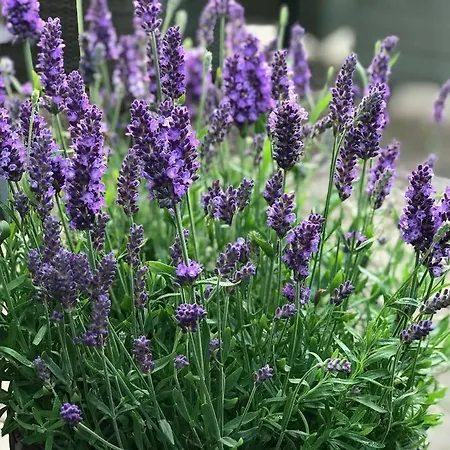 Schlei Fjord Light * Fleckeby