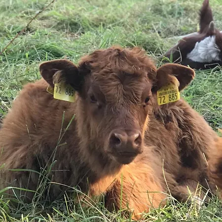 Lejlighed Schlei Fjord Light Flækkeby